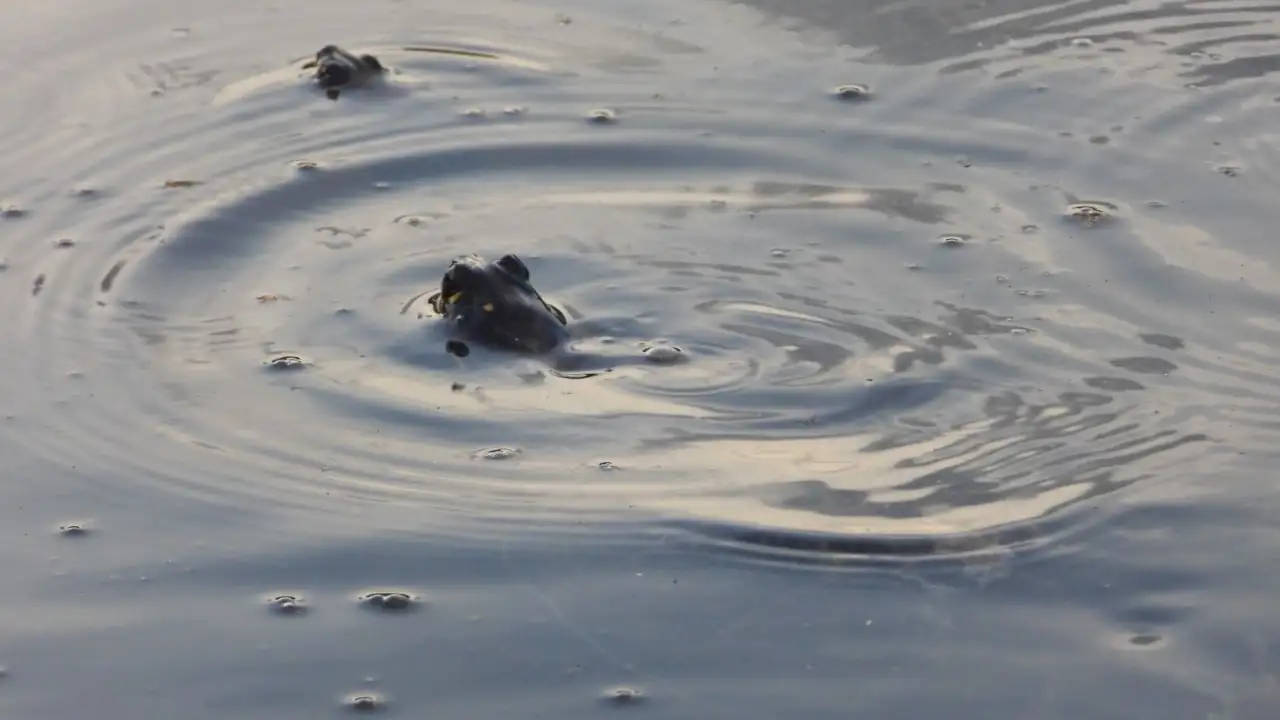 tortugas brasileras-rescatadas-habitat-natural 4