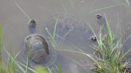 tortugas brasileras-rescatadas-habitat-natural