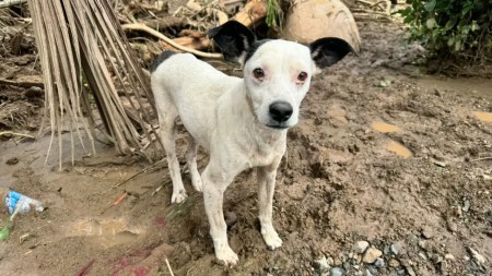 viejo-perrito-rescatado-venecia