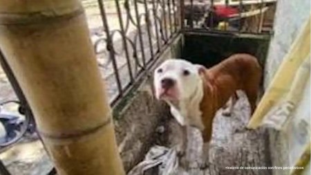 Imputan cargos a un hombre por el maltrato a ‘Fiona’ y ‘Aslan’, dos perritos en Itagüí Imputan cargos a un hombre por el maltrato a ‘Fiona’ y ‘Aslan’, dos perritos en Itagüí