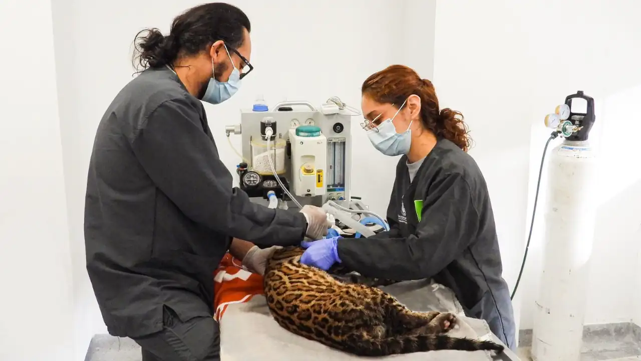 Ocelote fue hallado herido, amarrado y en costal en Copacabana