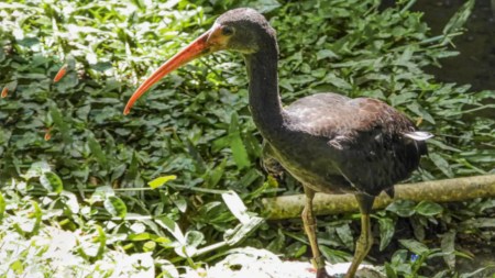 ¡A cuidar a la fauna silvestre! Inadecuada disposición de residuos amenazan la vida de los coquitos CAVR-coquitos