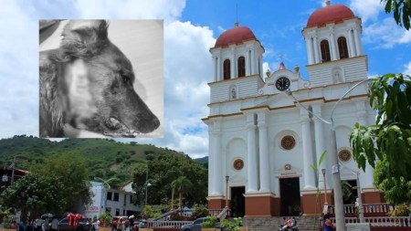 Condenan a hombre que mató a una gatica e hirió a un perrito en Sopetrán, Antioquia