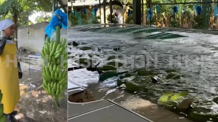 ¡Preocupante! Cierre de siete fincas bananeras en Urabá deja a cientos de familias sin sustento ¡Preocupante! Cierre de siete fincas bananeras en Urabá deja a cientos de familias sin sustento