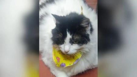 Judicializan una empleada de un spa de mascotas en Medellín que le habría fracturado la mandíbula a una gatica Judicializan una empleada de un spa de mascotas en Medellín que le habría fracturado la mandíbula a una gatica