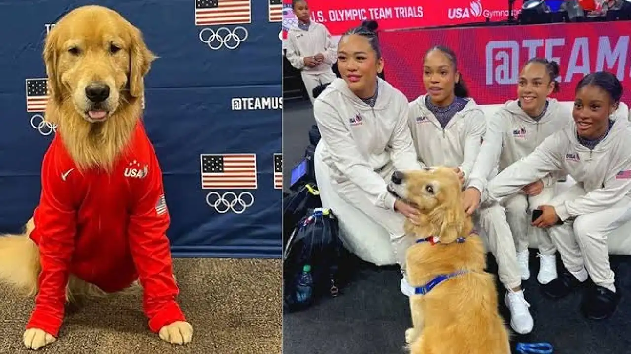 beacon-olimpicos-perroterapia