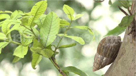 caracoles-africanos-dos