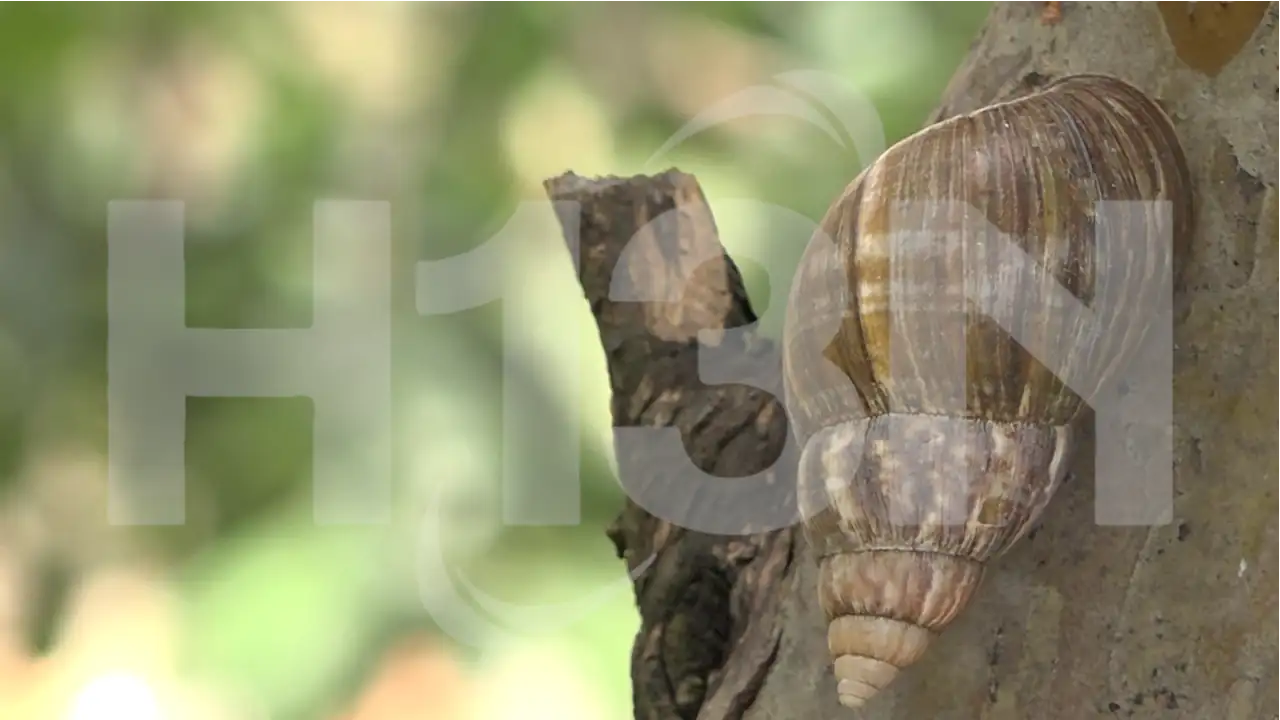 caracoles-africanos-tres