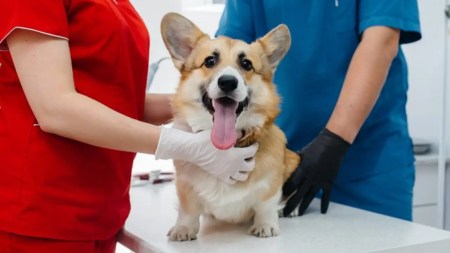 esterilizacion-gratuita-mascotas-medellin