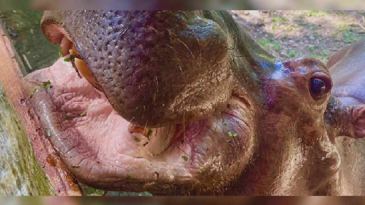 murio-vanessa-hipopotamo