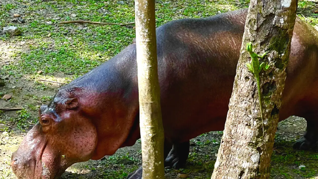 murio-vanessa-hipopotamo1