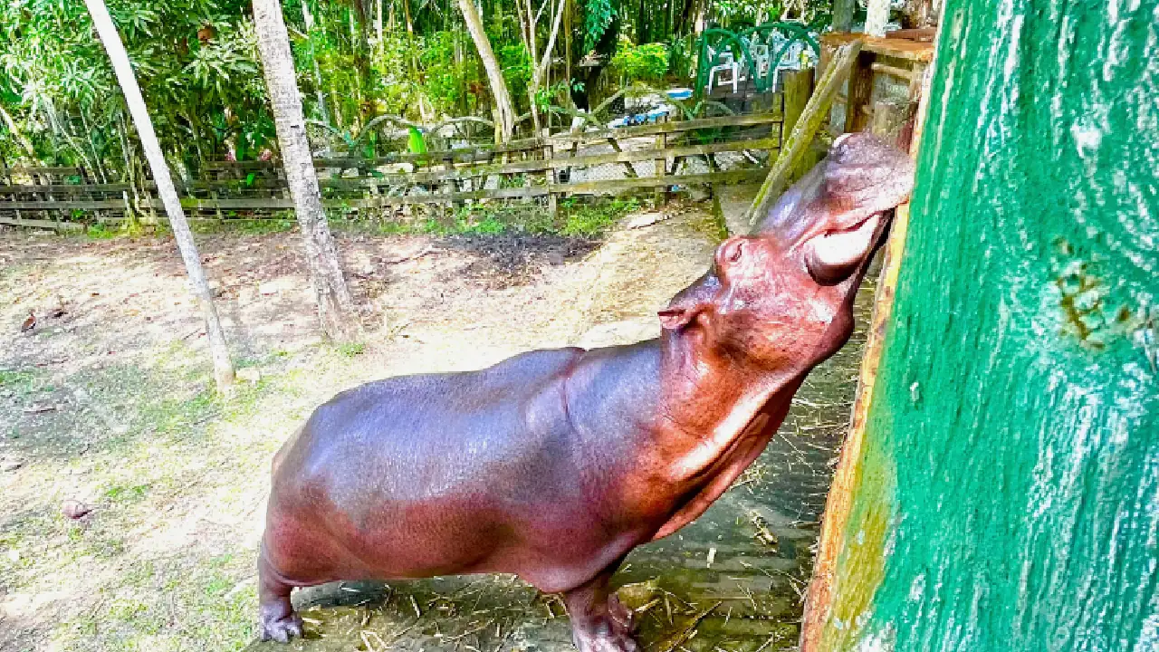 murio-vanessa-hipopotamo2