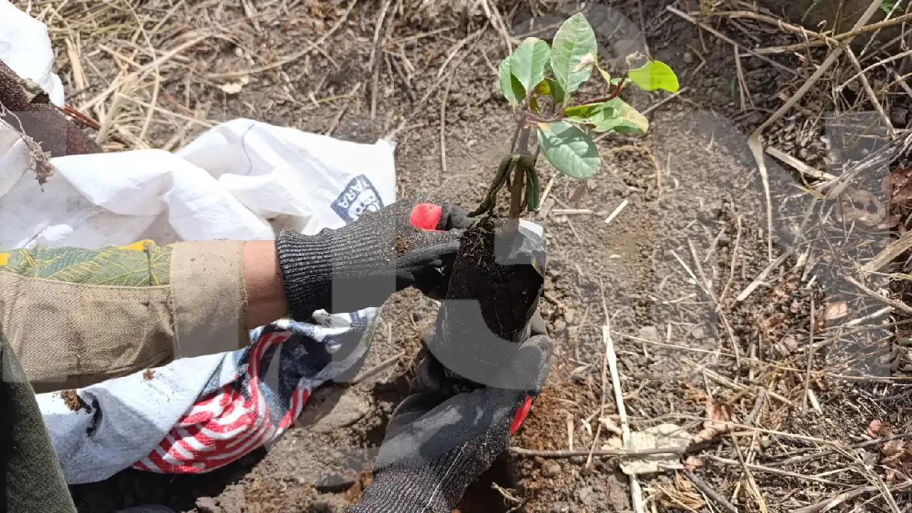 siembraton-medellin-ejercito2