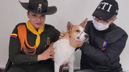 “Luna”, la perrita a la que le amarraban el hocico vive con quienes la rescataron y no con los maltratadores