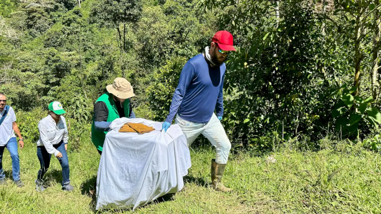 Dos tigrillas vuelven al bosque: Corantioquia lidera la liberación tras el proceso de rehabilitación