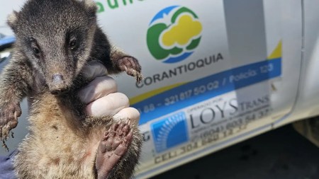 Corantioquia rescató a dos crias de cusumbo que fueron apartadas de mamá en el occidente de Antioquia