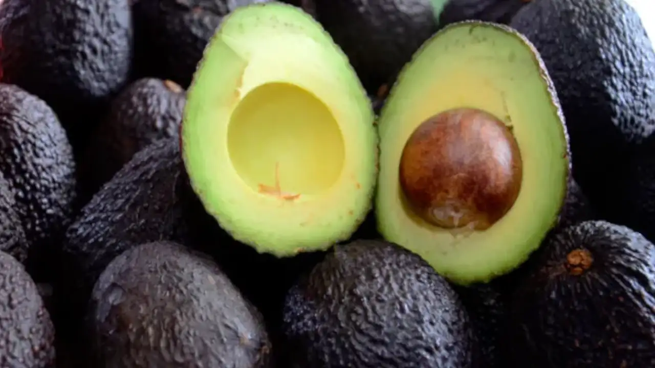 Desde Antioquia se han transportado este año 36.000 toneladas de aguacate Hass a la Unión Europea y Estados Unidos