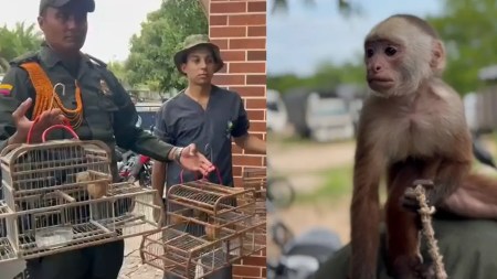 Dos monos y 17 aves en cautiverio fueron rescatados en Yondó, Antioquia