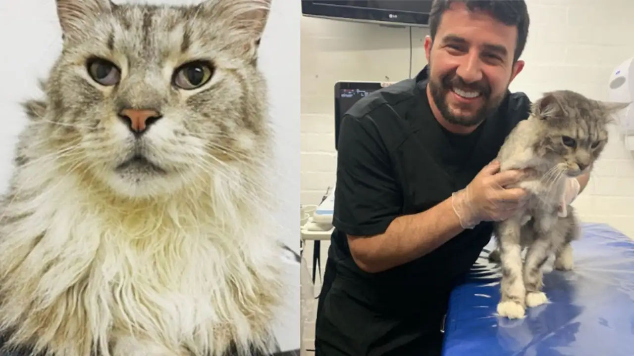 ¡Qué pesar! Falleció Romeo, el primer gatico con marcapasos en Colombia Falleció Romeo, el primer gato con marcapasos en Colombia