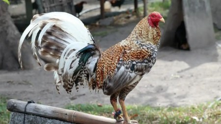 Galleros tramitan proyecto de ley ante el Congreso para evitar que se prohíban las peleas de gallo fino en Colombia