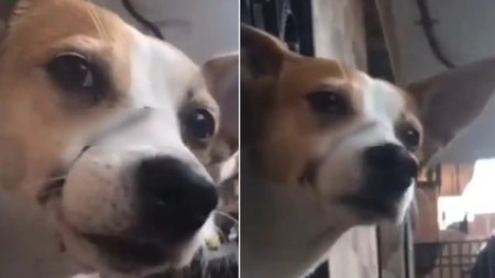 Rescatan a perrito que amarraban del hocico para que no ladrara en Medellín