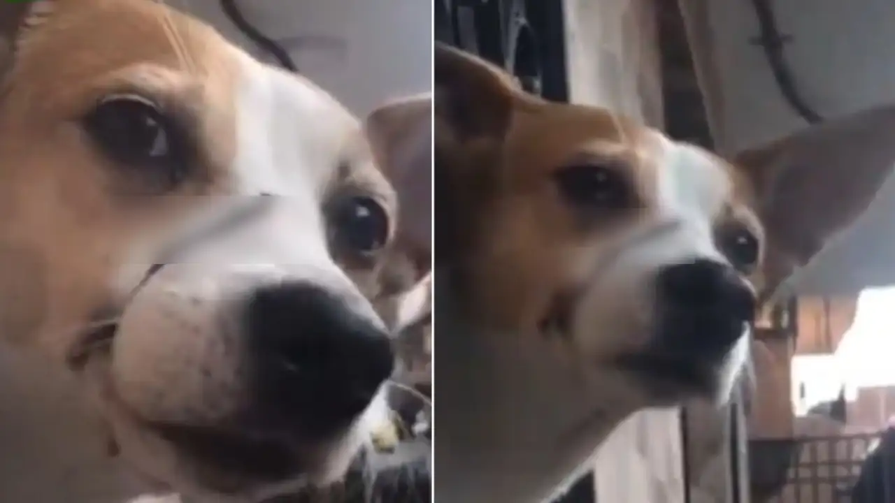 Rescatan a perrito que amarraban del hocico para que no ladrara en Medellín