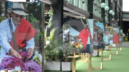 Santa-Elena-florece-en-Mayorca