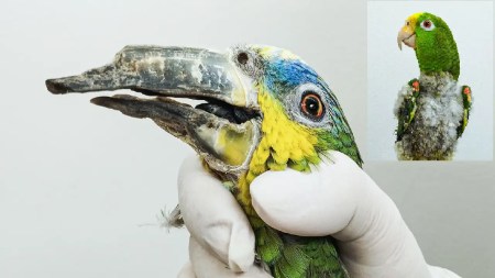 aves cautiverio valledeaburra periocs loros cotorras