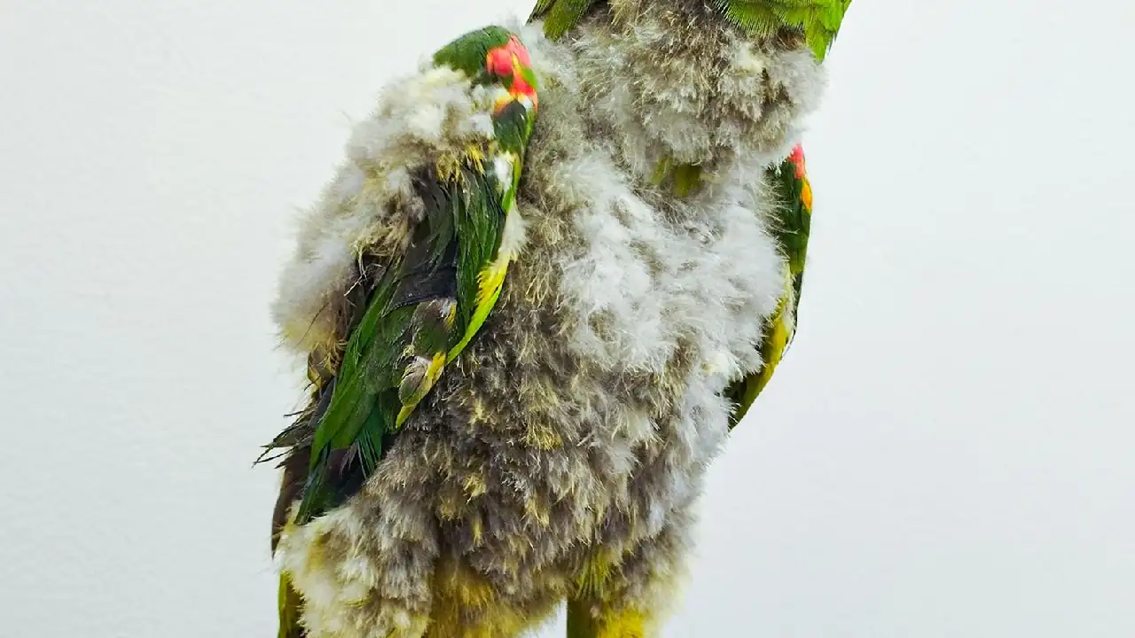 aves-cautiverio-valledeaburra-periocs-loros-cotorras1