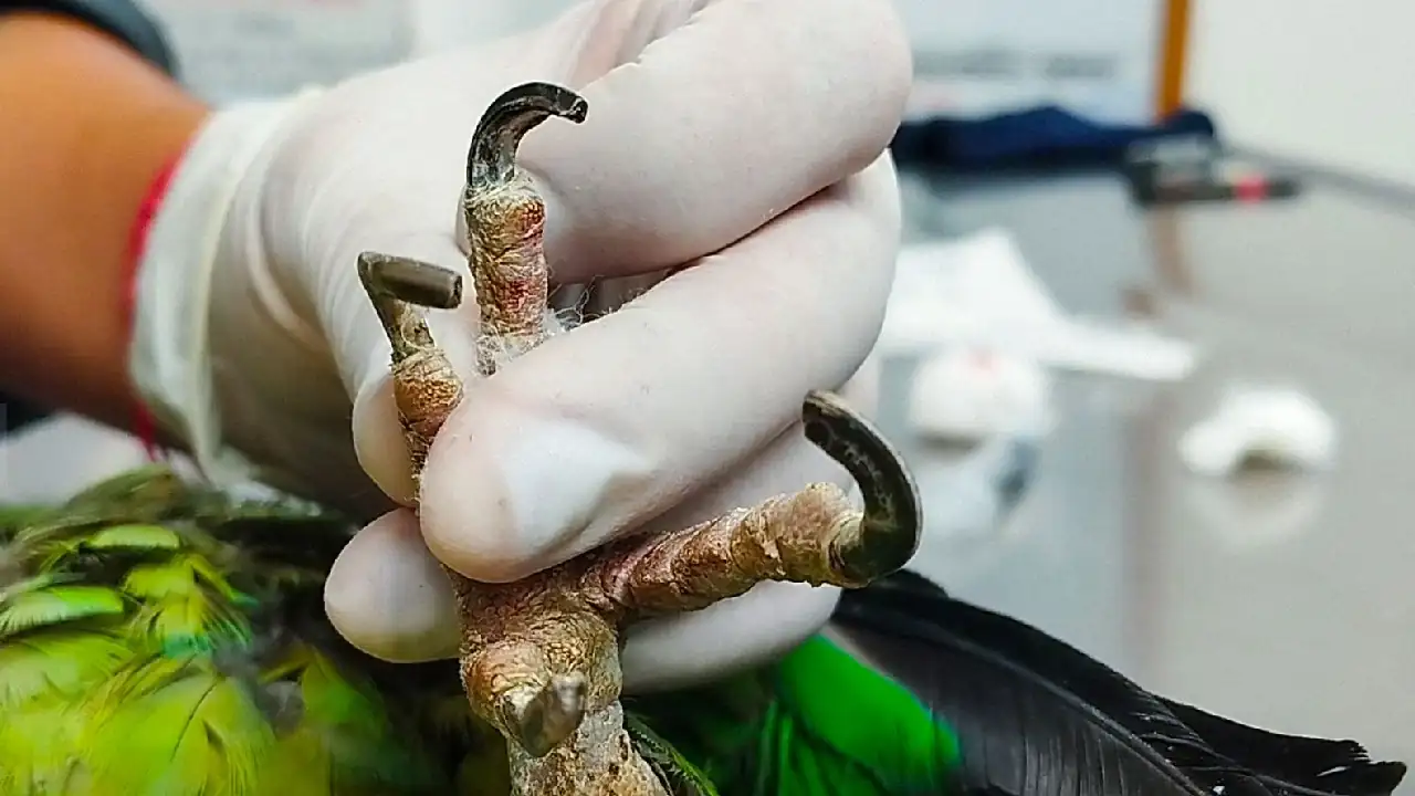 aves-cautiverio-valledeaburra-periocs-loros-cotorras2