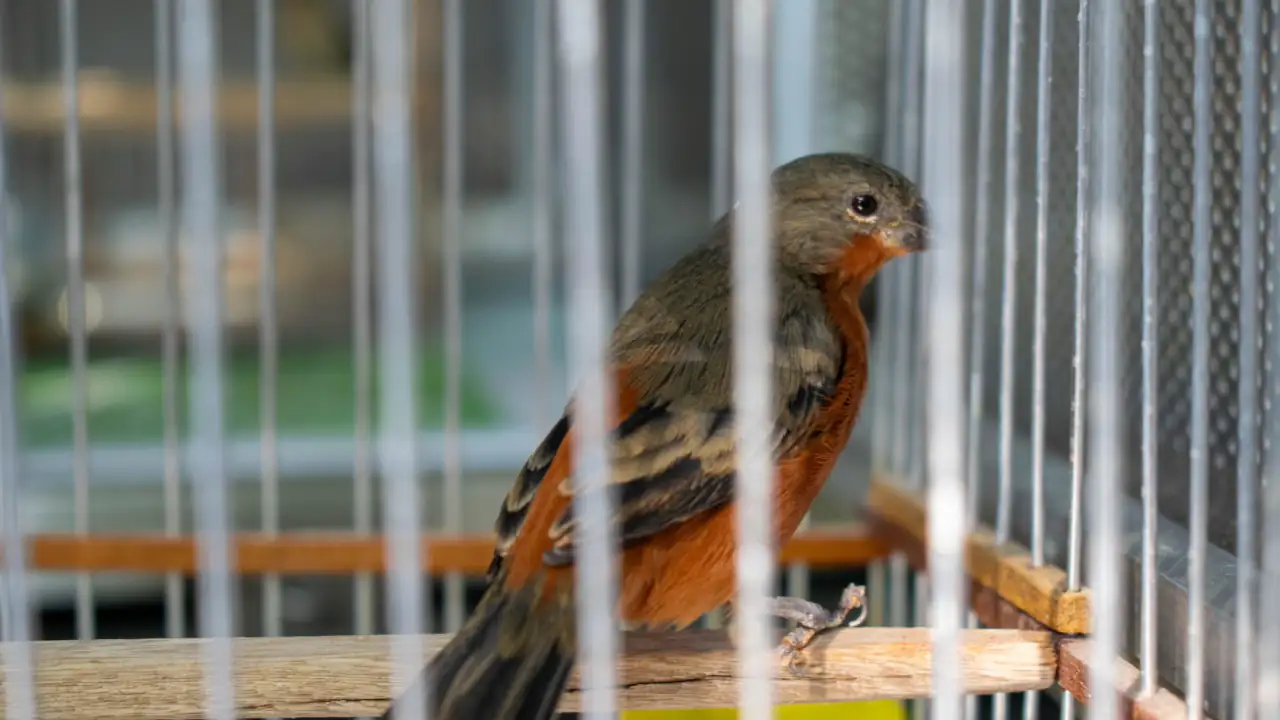 aves1
