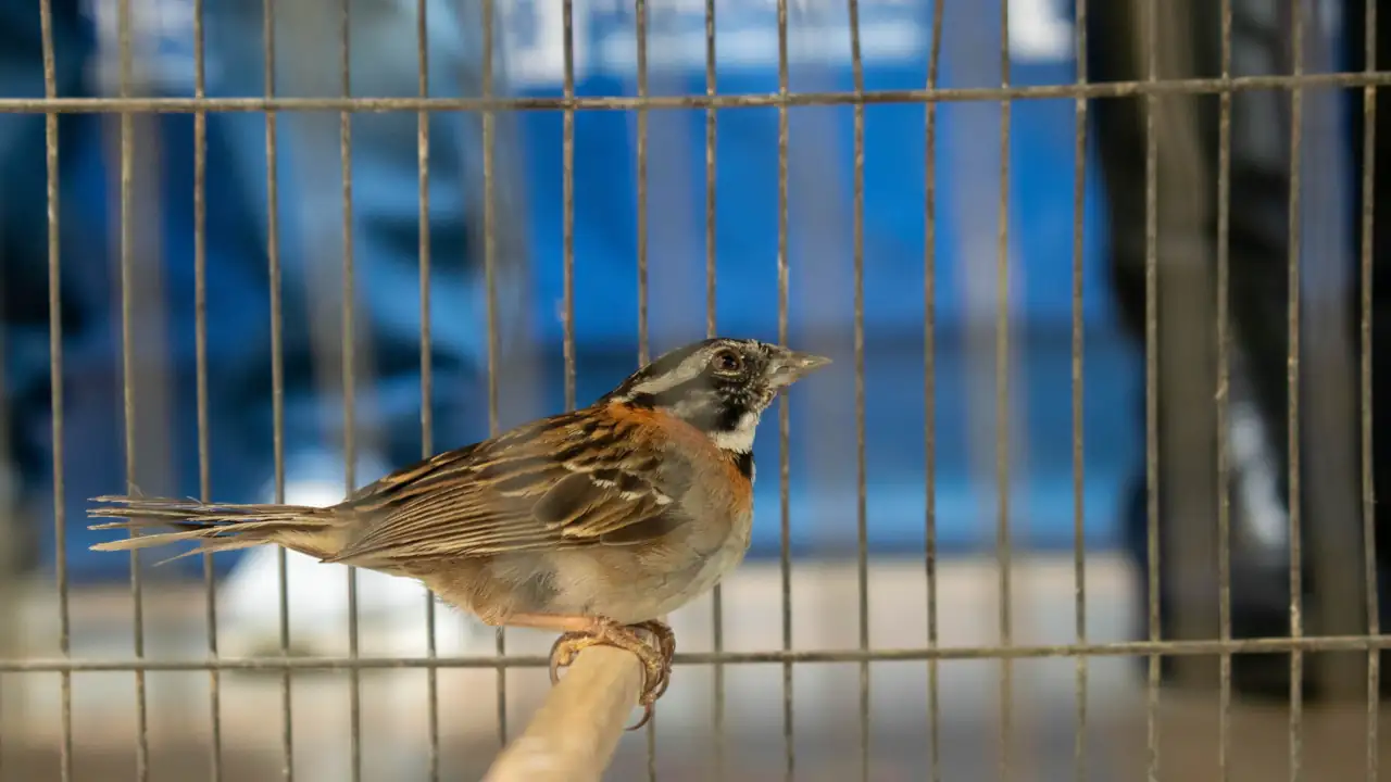 aves2