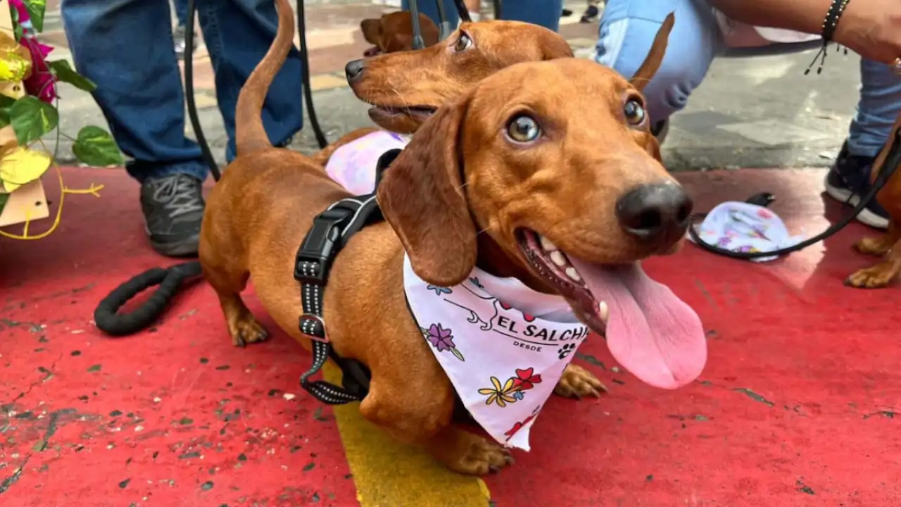 caminata-canina