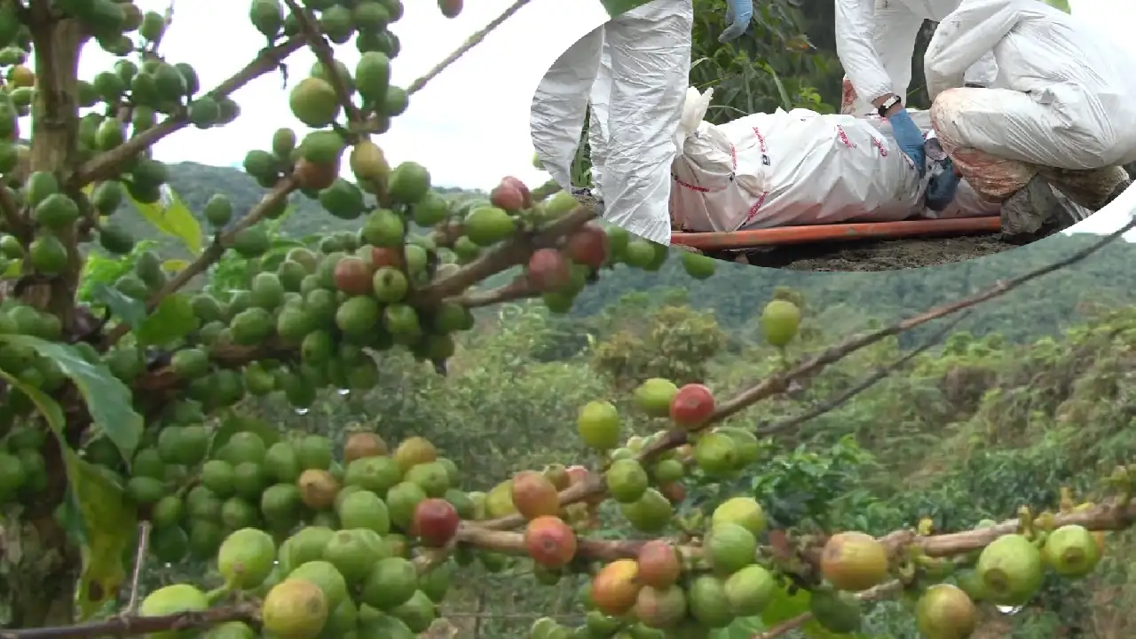 campesino-hallado-muerto-cafetales-jardin