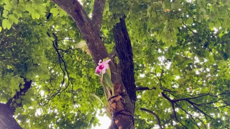 donacion-orquideas-medellín