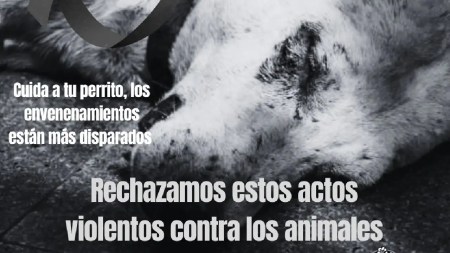 ¡Preocupante! En Itagüí hay envenenamiento masivo de mascotas, van 12 perros envenenamiento-masivo-perros-itagui