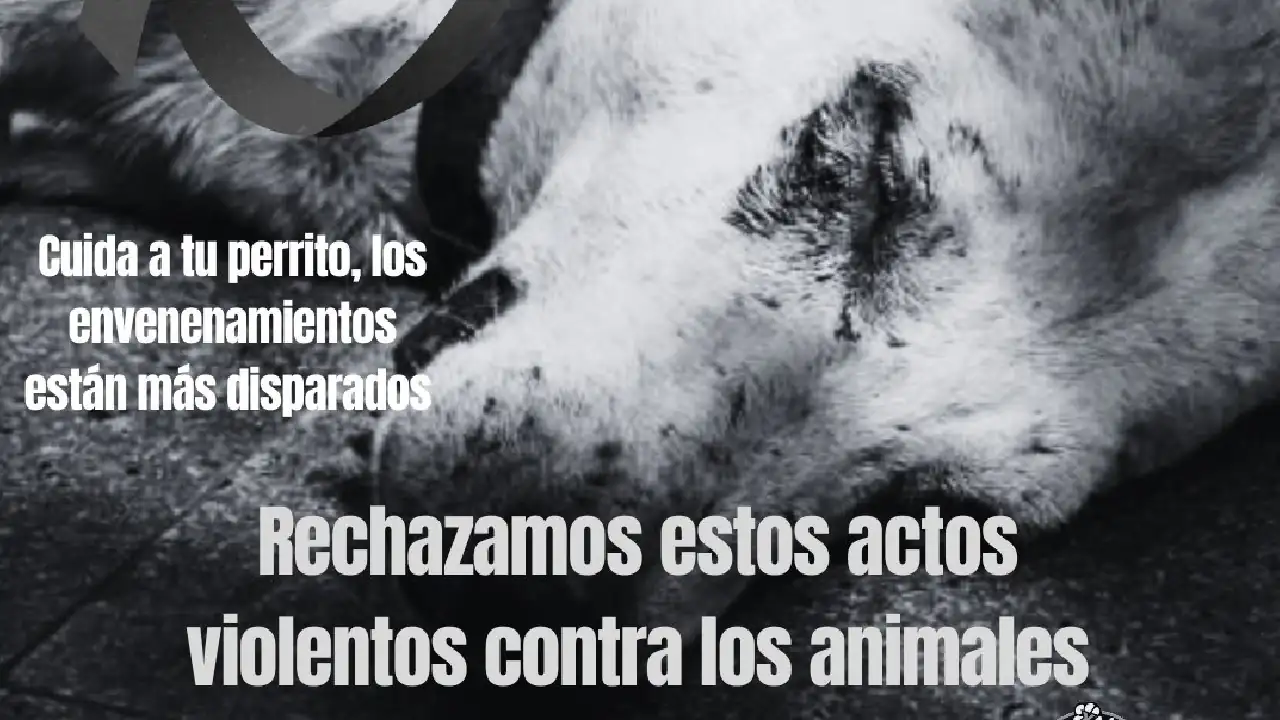 envenenamiento-masivo-perros-itagui