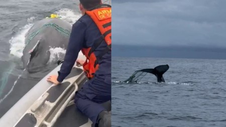 Video. ¡Qué hermoso! Autoridades y comunidad rescataron a una ballena enredada en malla de pesca liberaciondeballena