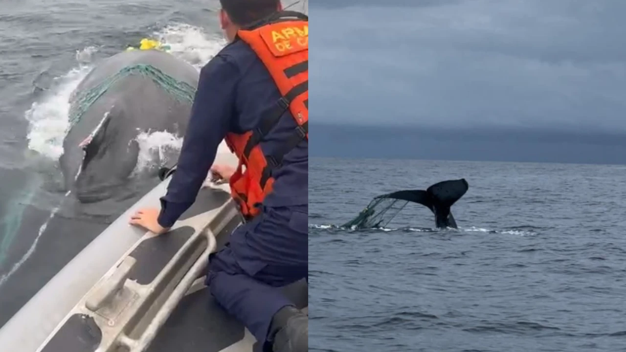 Video. ¡Qué hermoso! Autoridades y comunidad rescataron a una ballena enredada en malla de pesca liberaciondeballena