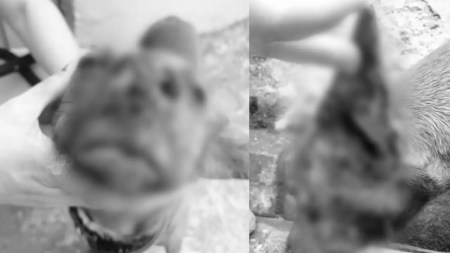 ¡Aberrante! En Antioquia una mujer sumergió a una perrita en agua hirviendo, la encarcelaron