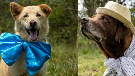 ¡Buscan hogar! Cinco perros están en el albergue de El Santuario a la espera de ser adoptados perritos-albergue-elsantuario-adopcion