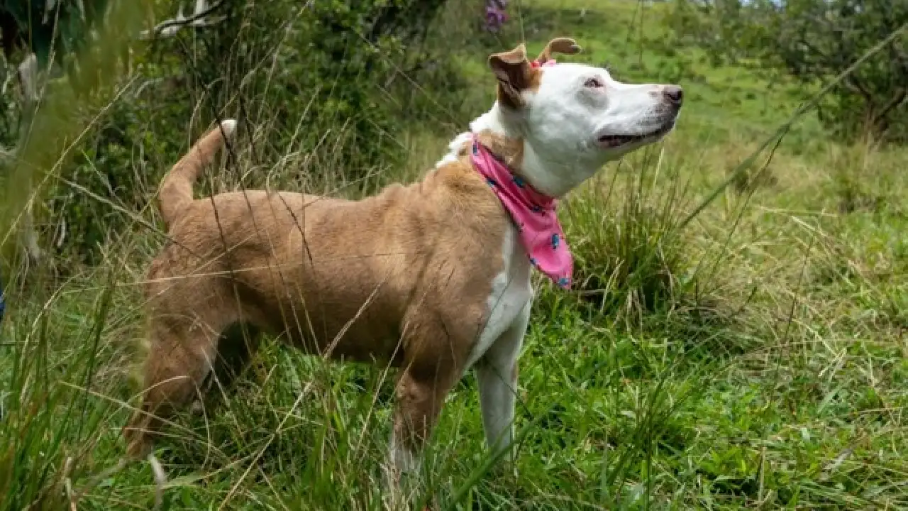 ¡Buscan hogar! Cinco perros están en el albergue de El Santuario a la espera de ser adoptados 1 perritos-albergue-elsantuario-adopcion3