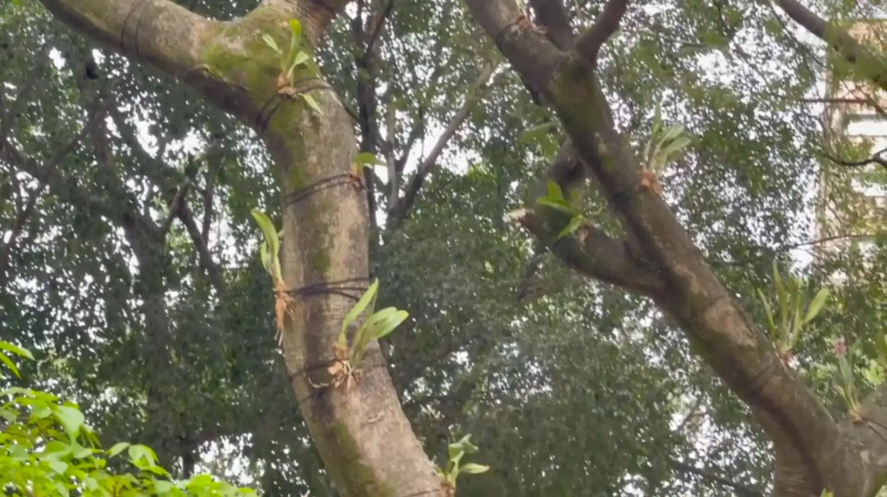 siembra-de-orquideas-medellin