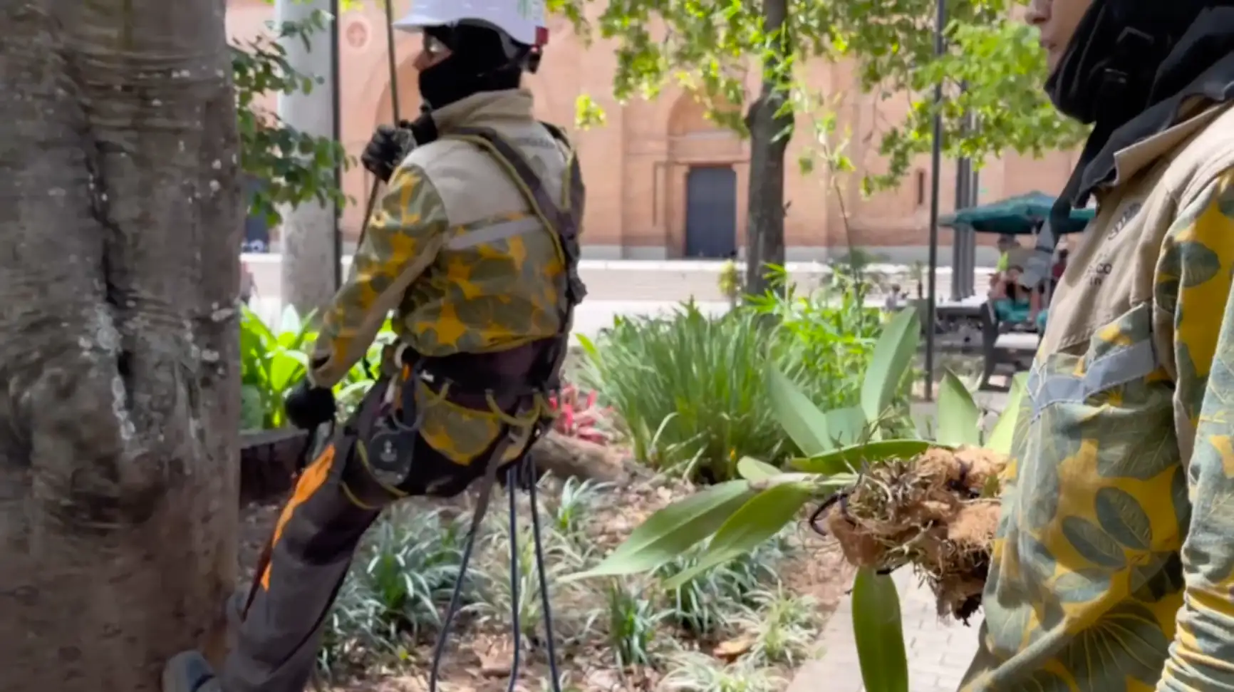 siembra de orquideas medellin2