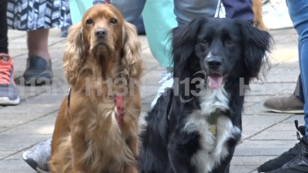 «No más animales envenenados»: Alcaldía de Itagüí y una Corporación se unen para cuidar las mascotas union-para-cuidar-las-mascotas