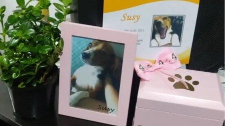 En Medellín, judicializan a falso veterinario por la muerte de una perrita y sus cachorros