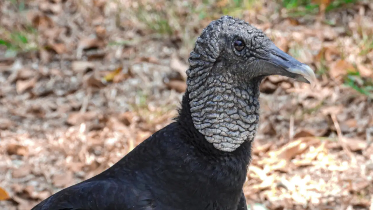 Gallinazos-especie