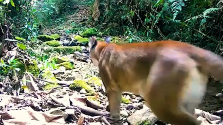 ¡Es hermoso! Imponente puma grabado en área protegida del Valle de Aburrá