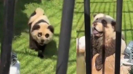 Video| ¡Y muchos cayeron! Zoológico de china pintó perros como pandas para conseguir visitas PerroPanda
