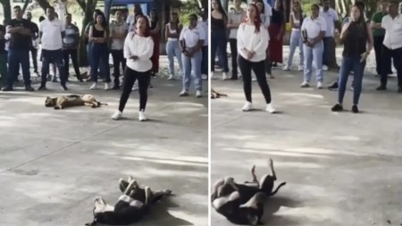 Polémica por prohibición del alcalde de La Pintada para alimentar a perritos callejeros dentro de la Alcaldía